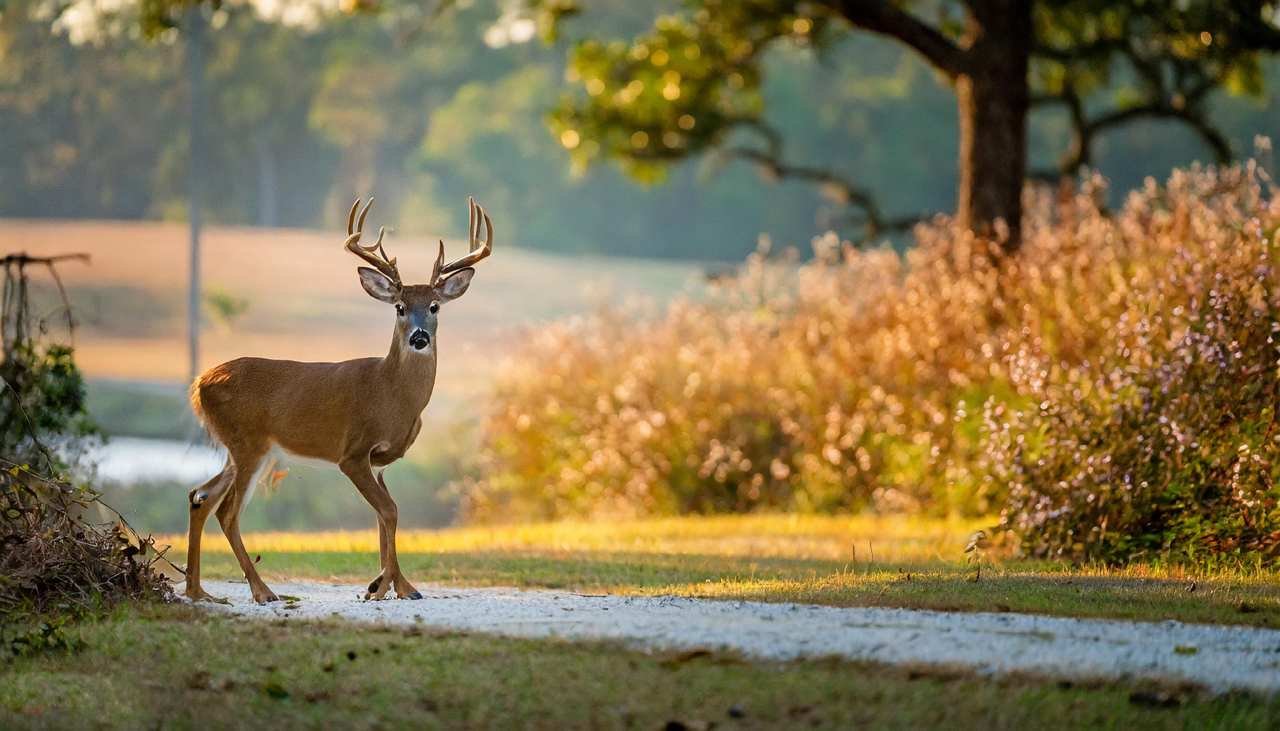 2024 Alabama Hunting Season Important Dates Now Available!