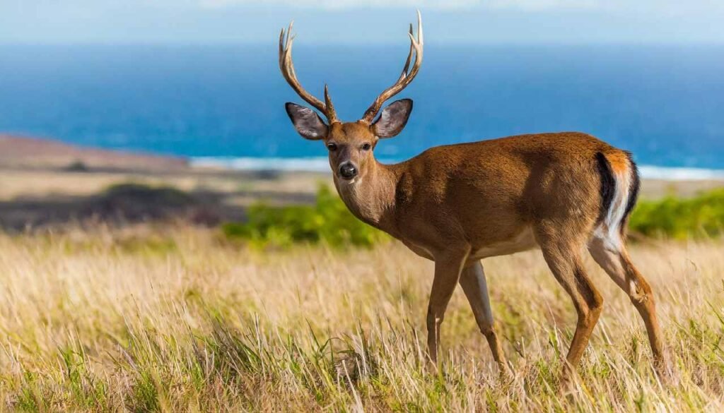 Hawaii Axis deer Hunting Season