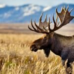 Idaho hunting season