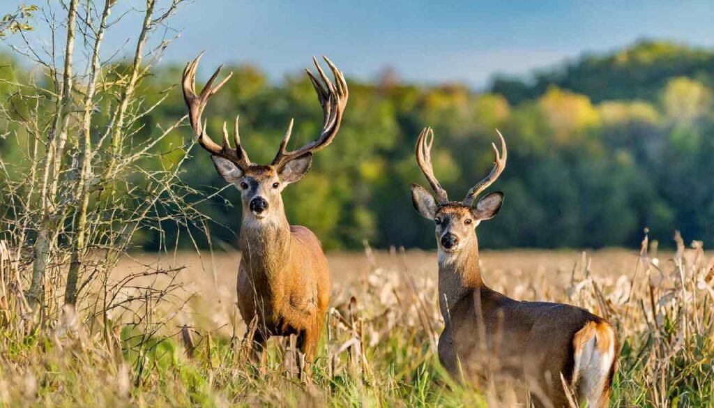 Mark Your Calendar! Indiana Hunting Season 2024 [Dates & Bags]